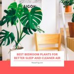 Best Bedroom Plants for Better Sleep and Cleaner Air