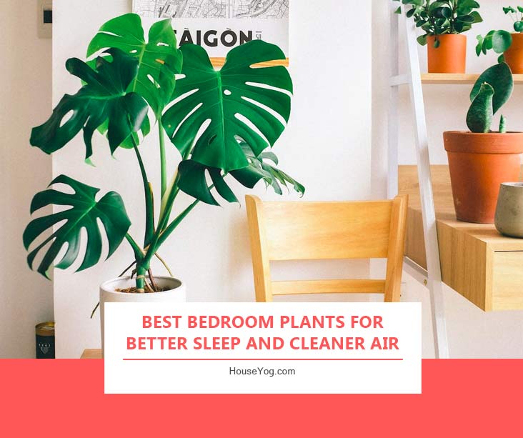 Best Bedroom Plants for Better Sleep and Cleaner Air