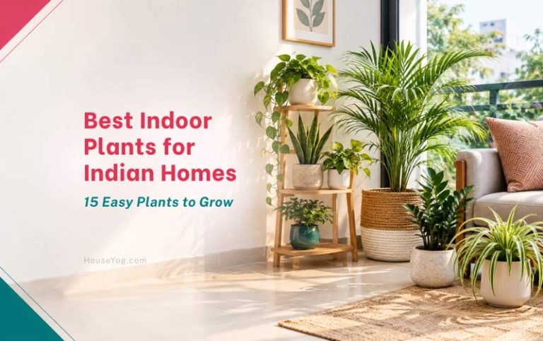 Best Indoor Plants for Indian Homes: 15 Easy Plants to Grow