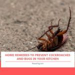 Home Remedies to Prevent Cockroaches and Bugs in Your Kitchen