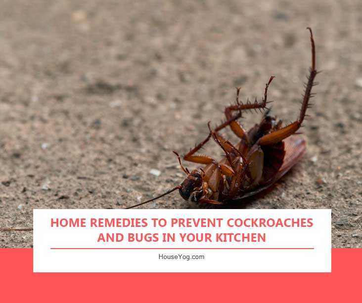 Home Remedies to Prevent Cockroaches and Bugs in Your Kitchen