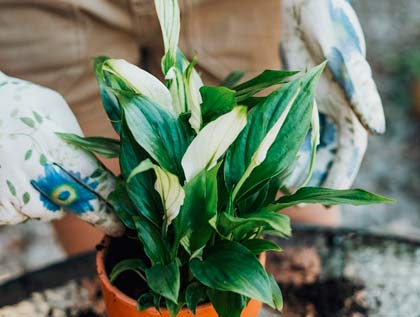 Peace Lily