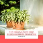 How Spider Plants Can Boost Indoor Wellness and Reduce Stress