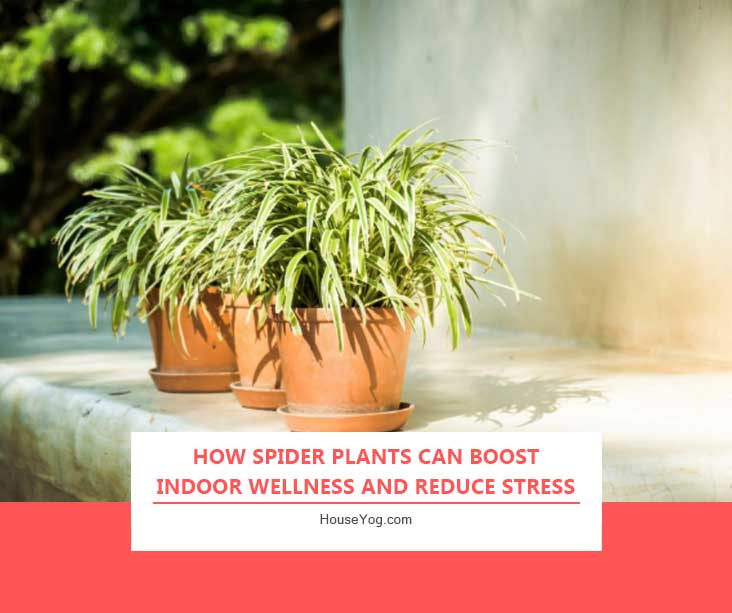 How Spider Plants Can Boost Indoor Wellness and Reduce Stress